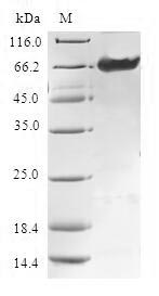 Greater than 90% as determined by SDS-PAGE.Recombinant Human Tropomodulin-4 (TMOD4) Protein (GST)