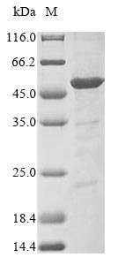 Greater than 85% as determined by SDS-PAGE.Recombinant Bovine Risc-Loading Complex Subunit Tarbp2 (TARBP2) Protein (His&Myc)