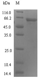 Greater than 90% as determined by SDS-PAGE.