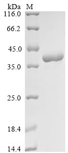 Greater than 90% as determined by SDS-PAGE.