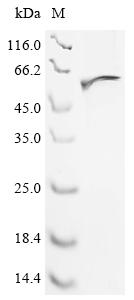 Greater than 90% as determined by SDS-PAGE.