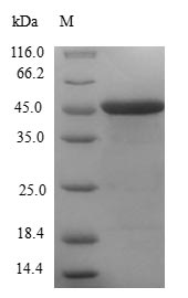 Greater than 90% as determined by SDS-PAGE.Recombinant Human Centrin-1 (CETN1) Protein (GST)