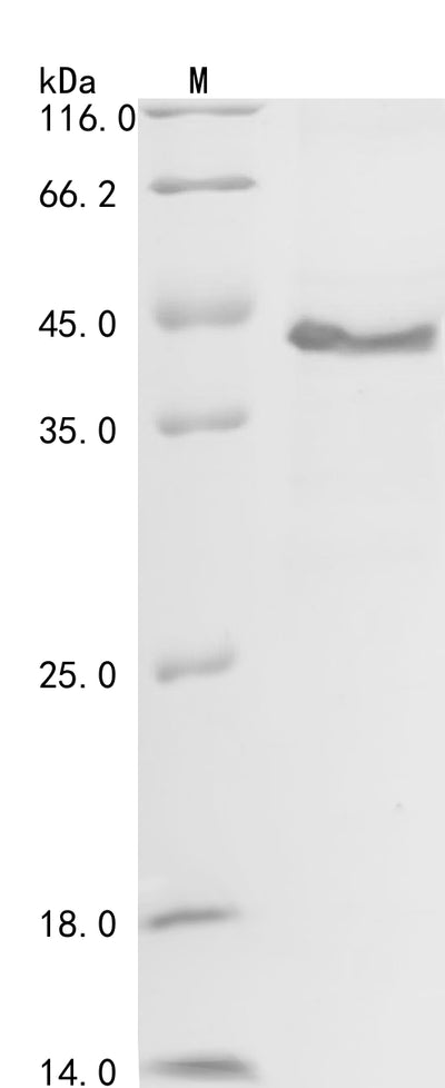 Greater than 90% as determined by SDS-PAGE.Recombinant Human Follistatin-Related Protein 1 (FSTL1) Protein (His-GST)