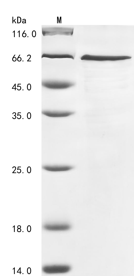 Greater than 85% as determined by SDS-PAGE.Recombinant Human Ras Gtpase-Activating Protein-Binding Protein 1 (G3BP1) Protein (His)