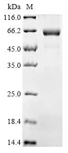 Greater than 90% as determined by SDS-PAGE.