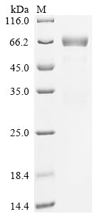 Greater than 85% as determined by SDS-PAGE.