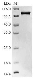 Greater than 85% as determined by SDS-PAGE.Recombinant Human Dystroglycan (DAG1) Protein (His&Myc)