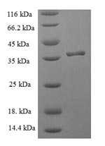 Greater than 90% as determined by SDS-PAGE.