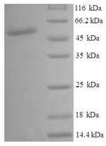 Greater than 90% as determined by SDS-PAGE.