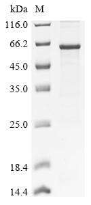 Greater than 85% as determined by SDS-PAGE.Recombinant Human Squalene Monooxygenase (SQLE) Protein (His)
