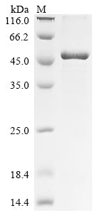 Greater than 85% as determined by SDS-PAGE.Recombinant Human Ataxin-7-Like Protein 3 (ATXN7L3) Protein (His)