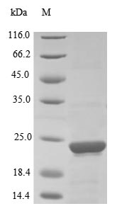 Greater than 85% as determined by SDS-PAGE.