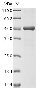 Greater than 85% as determined by SDS-PAGE.Recombinant Human Transcriptional Enhancer Factor Tef-4 (TEAD2) Protein (His&Myc)