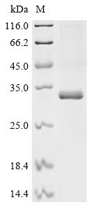 Greater than 85% as determined by SDS-PAGE.Recombinant Human Transcriptional Enhancer Factor Tef-4 (TEAD2) Protein (His&Myc)