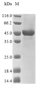 Greater than 85% as determined by SDS-PAGE.Recombinant Human Probable E3 Ubiquitin-Protein Ligase Herc1 (HERC1) Protein (His&Myc)