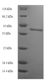 Greater than 90% as determined by SDS-PAGE.