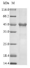 Greater than 90% as determined by SDS-PAGE.Recombinant Human Frataxin, Mitochondrial (FXN) Protein (His-SUMO&Myc)