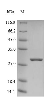 Greater than 85% as determined by SDS-PAGE.Recombinant Human Frataxin, Mitochondrial (FXN) Protein (His&Myc)
