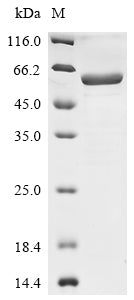 Greater than 85% as determined by SDS-PAGE.Recombinant Human Receptor-Type Tyrosine-Protein Phosphatase-Like N (PTPRN) Protein (His)
