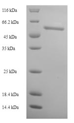 Greater than 90% as determined by SDS-PAGE.