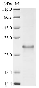 Greater than 85% as determined by SDS-PAGE.