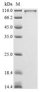 Greater than 85% as determined by SDS-PAGE.Recombinant Human Striatin-3 (STRN3) Protein (His)