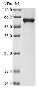 Greater than 90% as determined by SDS-PAGE.