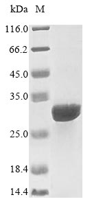 Greater than 85% as determined by SDS-PAGE.Recombinant Human Interleukin-15 Receptor Subunit Alpha (IL15RA) Protein (His&Myc)