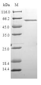 Greater than 90% as determined by SDS-PAGE.Recombinant Human Dna Repair Protein Xrcc4 (XRCC4) Protein (GST)