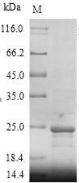 Greater than 90% as determined by SDS-PAGE.