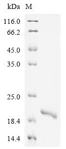 Greater than 90% as determined by SDS-PAGE.