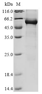 Greater than 85% as determined by SDS-PAGE.Recombinant Human Bifunctional 3'-5' Exonuclease/Atp-Dependent Helicase Wrn (WRN) Protein (His&Myc)