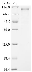 Greater than 85% as determined by SDS-PAGE.Recombinant Human Bifunctional 3'-5' Exonuclease/Atp-Dependent Helicase Wrn (WRN) Protein (MBP&His)