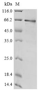 Greater than 85% as determined by SDS-PAGE.Recombinant Human Protocadherin Fat 1 (FAT1) Protein (His)