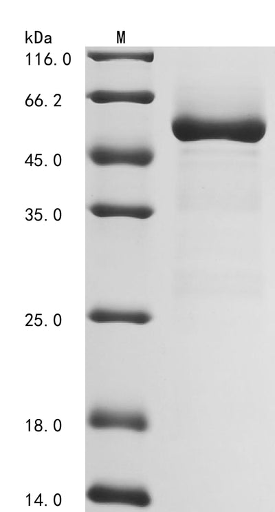 Greater than 85% as determined by SDS-PAGE.