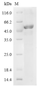 Greater than 85% as determined by SDS-PAGE.Recombinant Human Ras-Related Protein Rab-35 (RAB35) Protein (His-GST)