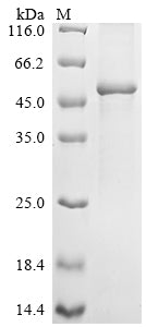 Greater than 90% as determined by SDS-PAGE.Recombinant Human Keratin, Type I Cuticular Ha1 (KRT31) Protein (His)