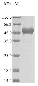 Greater than 85% as determined by SDS-PAGE.Recombinant Human Splicing factor 3B subunit 3 (SF3B3) Protein (His&Myc)