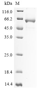 Greater than 90% as determined by SDS-PAGE.