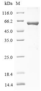 Greater than 85% as determined by SDS-PAGE.
