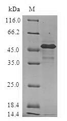 Greater than 90% as determined by SDS-PAGE.Recombinant Human Heat Shock Protein Beta-2 (HSPB2) Protein (GST)