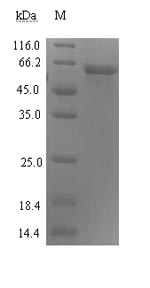 Greater than 90% as determined by SDS-PAGE.