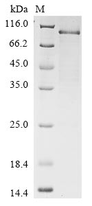 Greater than 85% as determined by SDS-PAGE.Recombinant Human Nuclear Factor Erythroid 2-Related Factor 2 (NFE2L2) Protein (His)