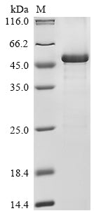 Greater than 85% as determined by SDS-PAGE.Recombinant Human Nuclear Factor Erythroid 2-Related Factor 2 (NFE2L2) Protein (His)