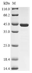 Greater than 85% as determined by SDS-PAGE.