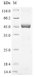 Greater than 85% as determined by SDS-PAGE.