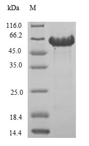 Greater than 85% as determined by SDS-PAGE.