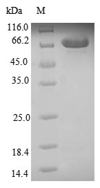 Greater than 85% as determined by SDS-PAGE.Recombinant Human Carbonic Anhydrase 9 (CA9) Protein (His-GST)