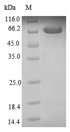 Greater than 85% as determined by SDS-PAGE.