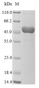 Greater than 90% as determined by SDS-PAGE.